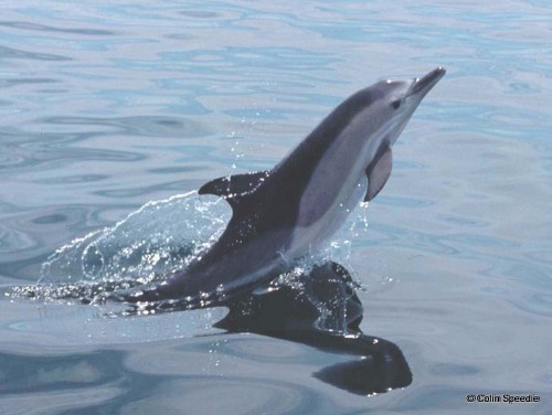 Common Dolphin Copyright Colin Speedie