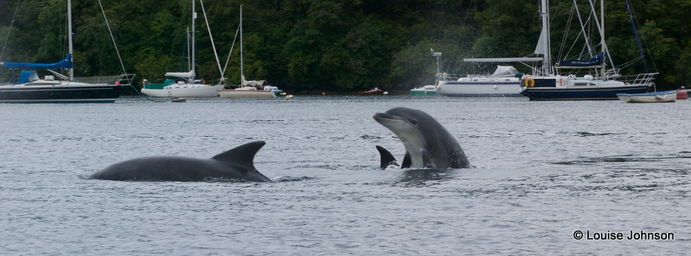 bottlenose dolphins at play in Tobermory harbour